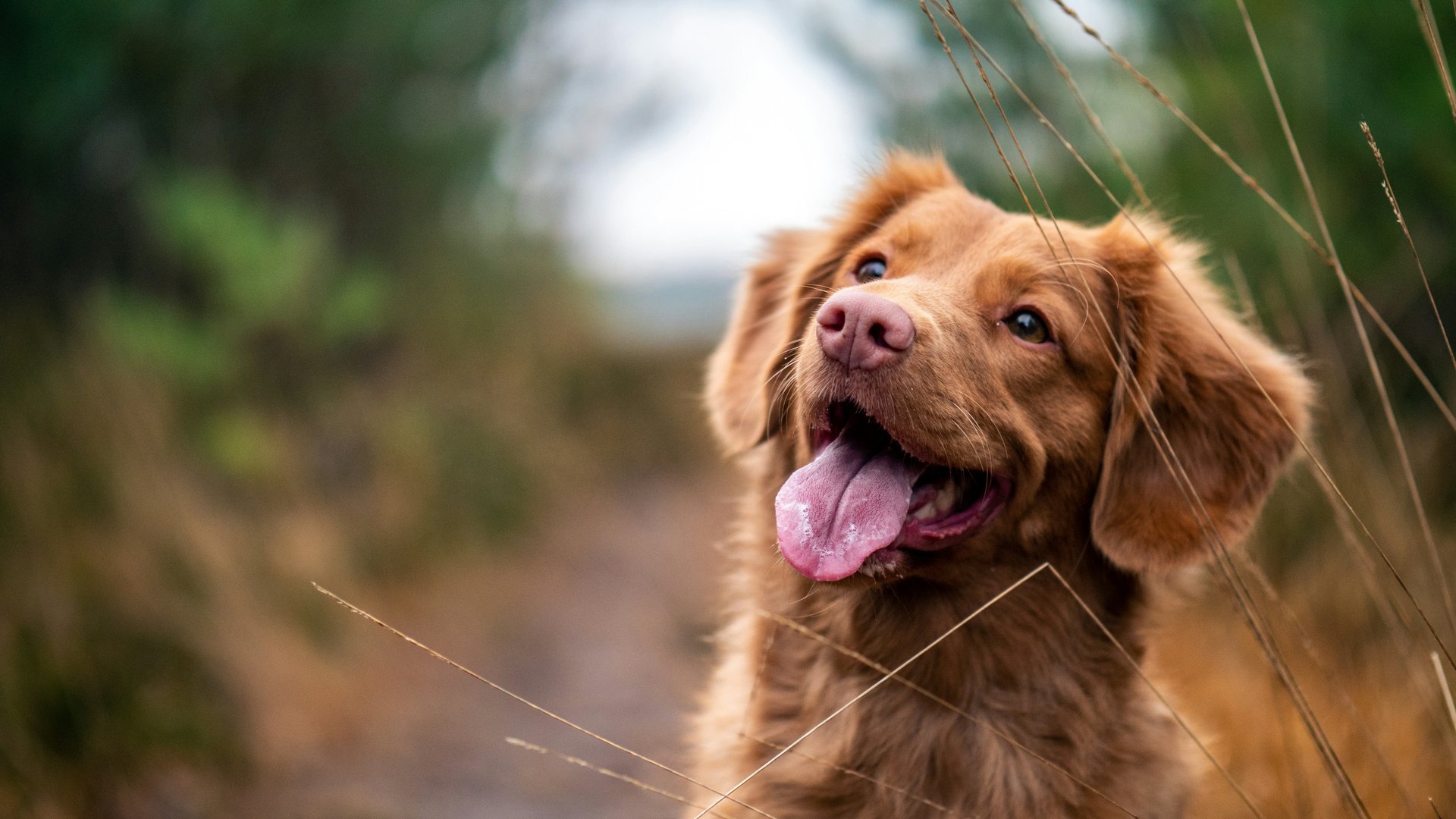Hundehotel im Allgäu – herzlich willkommen im Hotel Filser